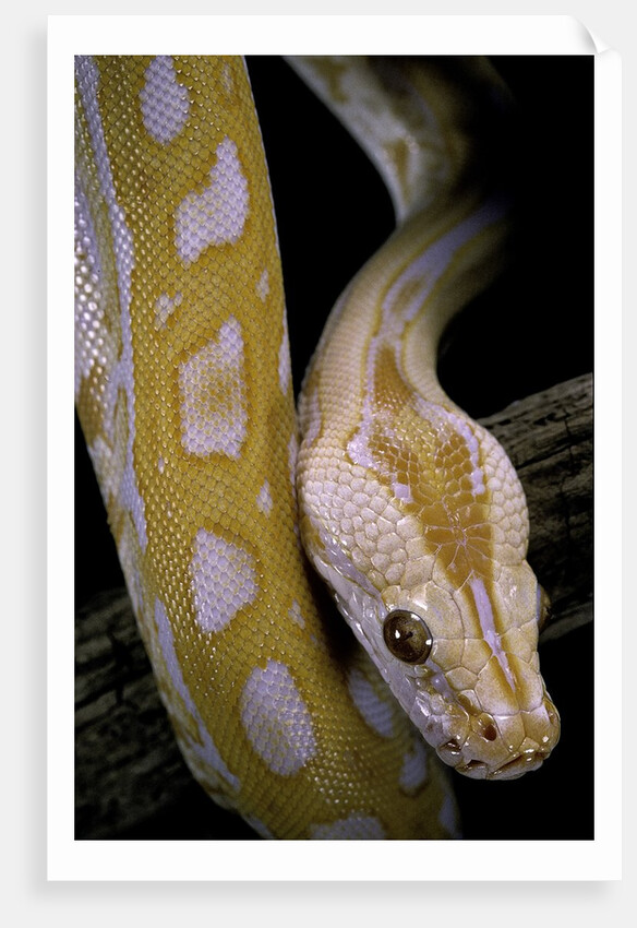Python molurus bivittatus f. labyrinth albino by Anonymous