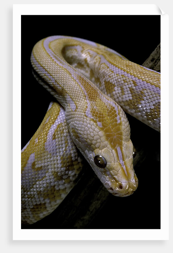 Python molurus bivittatus f. labyrinth albino by Anonymous