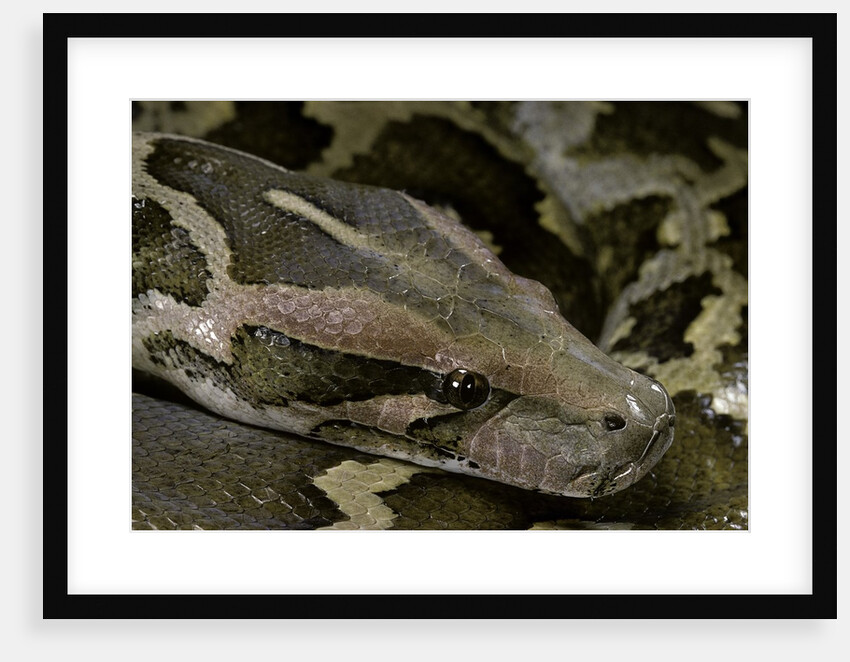 Python molurus molurus (Asiatic rock python) by Anonymous
