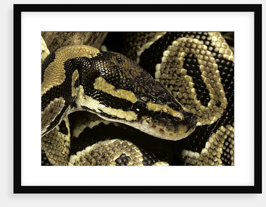 Python regius (royal python, ball python) by Anonymous