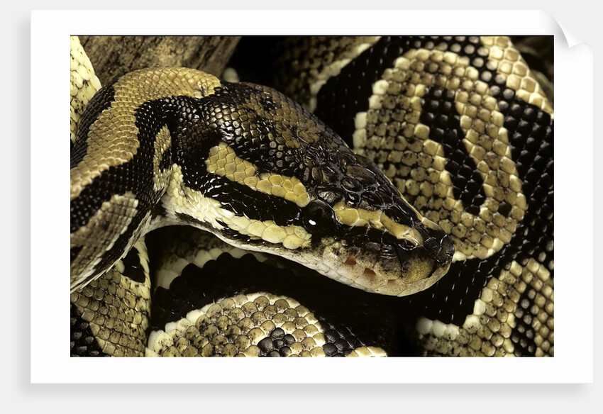 Python regius (royal python, ball python) by Anonymous