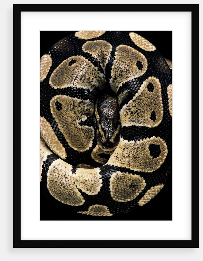 Python regius (royal python, ball python) by Anonymous