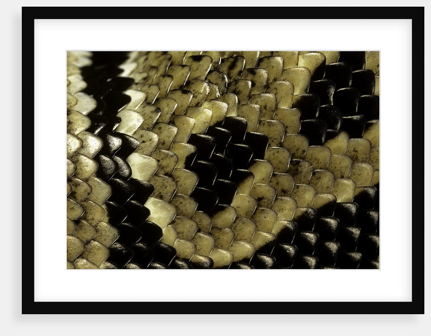 Python regius (royal python, ball python) - scales by Anonymous