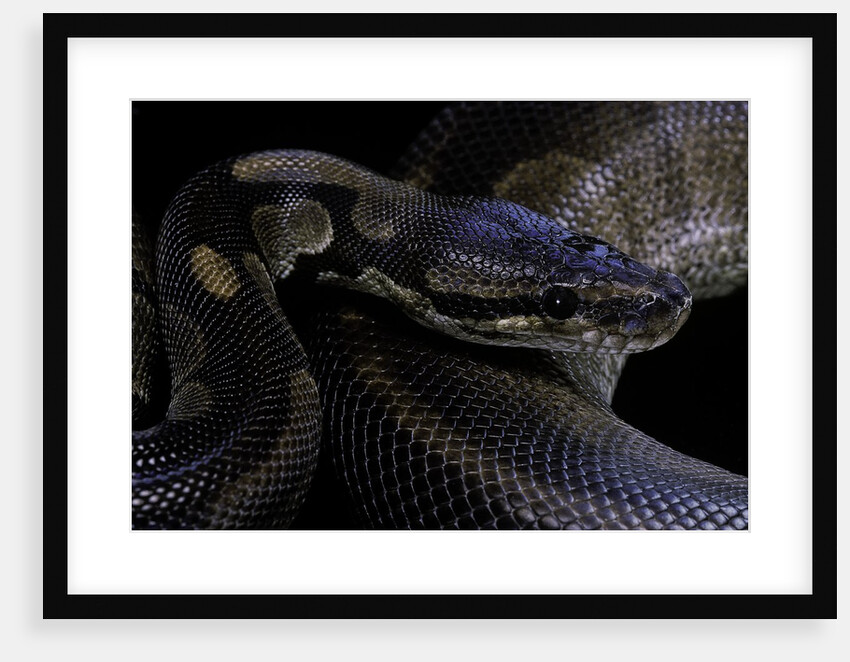 Python regius f. melanistic (royal python, ball python) by Anonymous