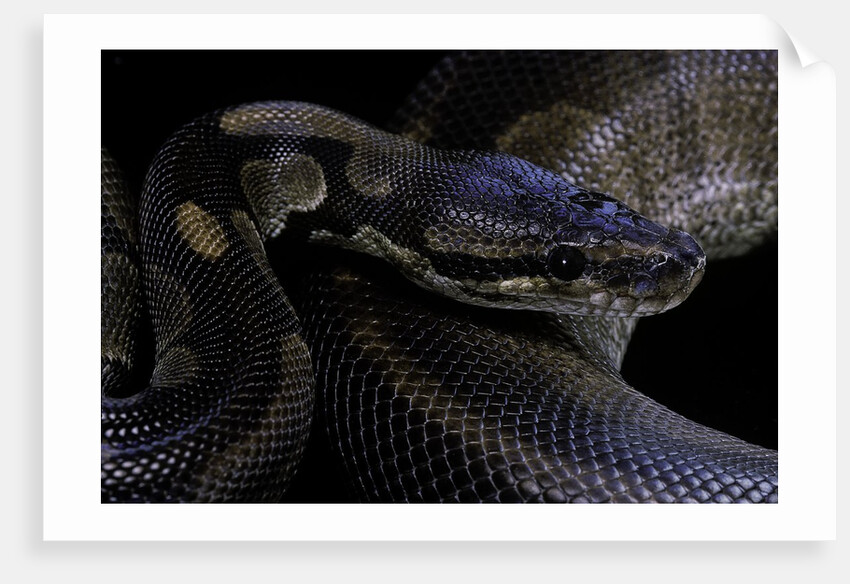 Python regius f. melanistic (royal python, ball python) by Anonymous