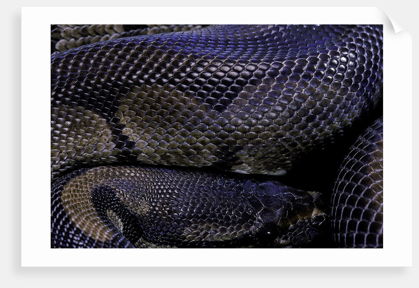 Python regius f. melanistic (royal python, ball python) by Anonymous