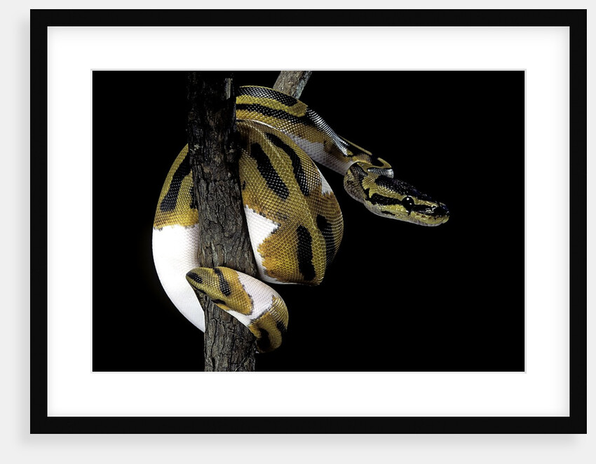 Python regius f. piebald (royal python, ball python) by Anonymous