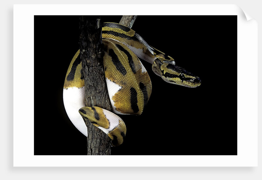 Python regius f. piebald (royal python, ball python) by Anonymous