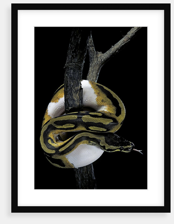 Python regius f. piebald (royal python, ball python) by Anonymous