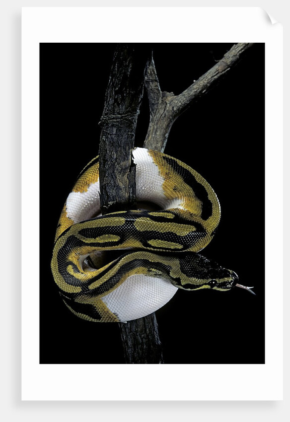 Python regius f. piebald (royal python, ball python) by Anonymous