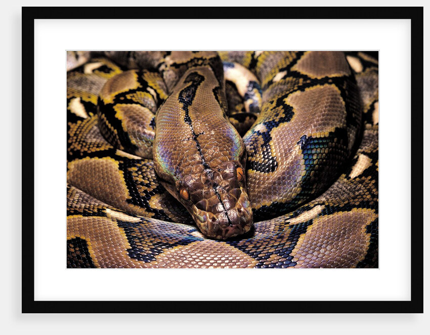 Python reticulatus (reticulated python) by Anonymous