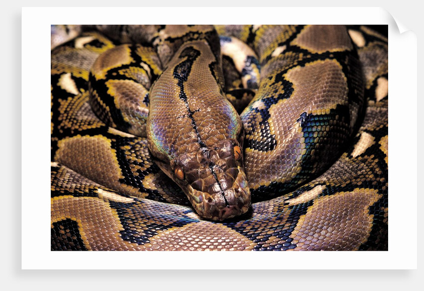 Python reticulatus (reticulated python) by Anonymous