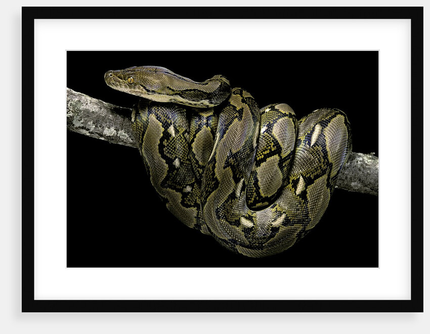 Python reticulatus (reticulated python) by Anonymous
