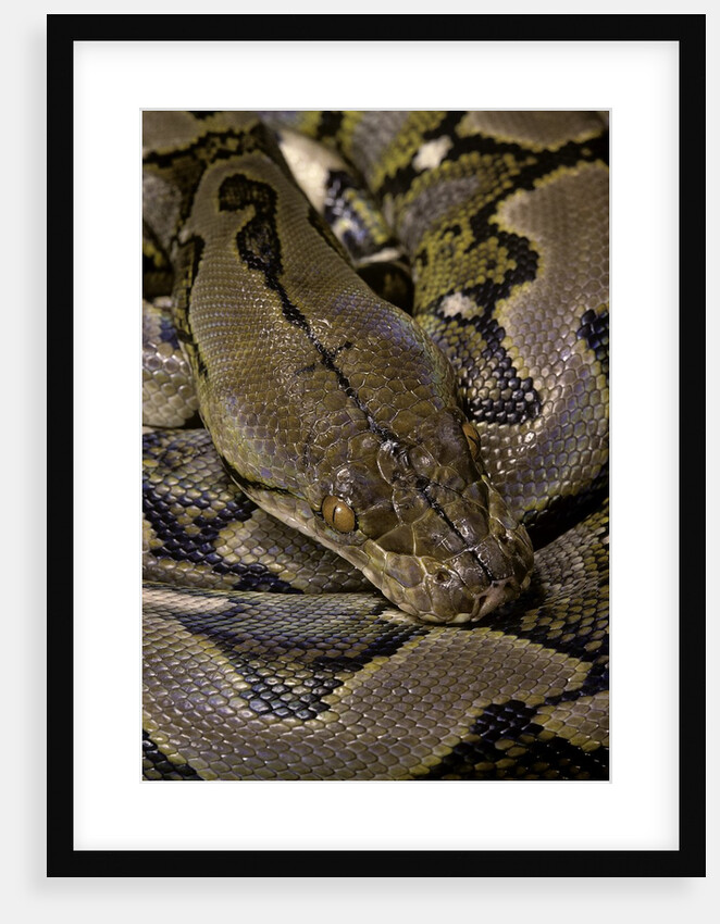 Python reticulatus (reticulated python) by Anonymous