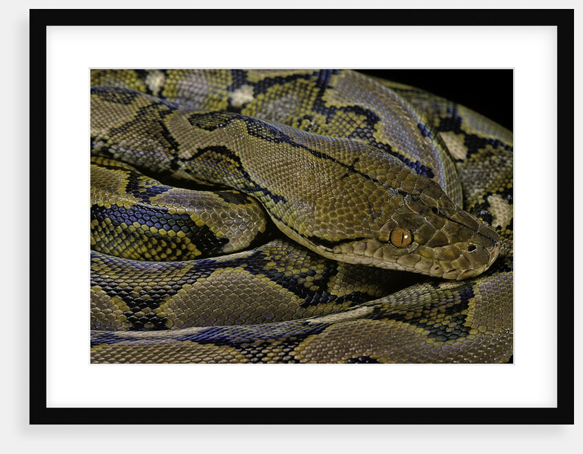 Python reticulatus (reticulated python) by Anonymous