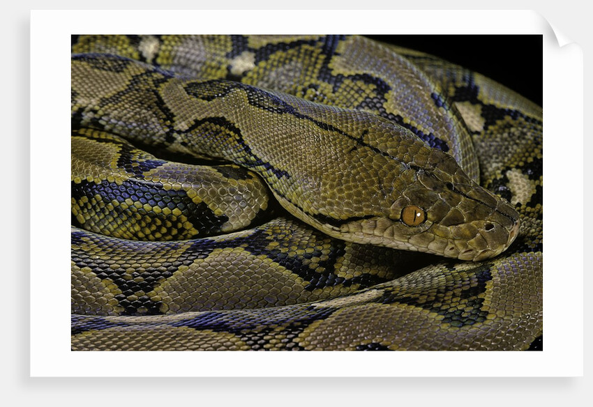 Python reticulatus (reticulated python) by Anonymous