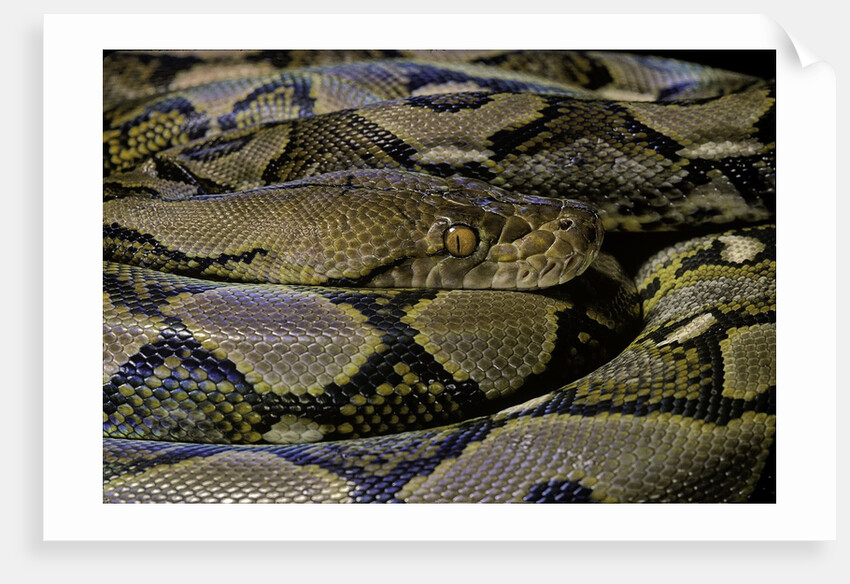 Python reticulatus (reticulated python) by Anonymous