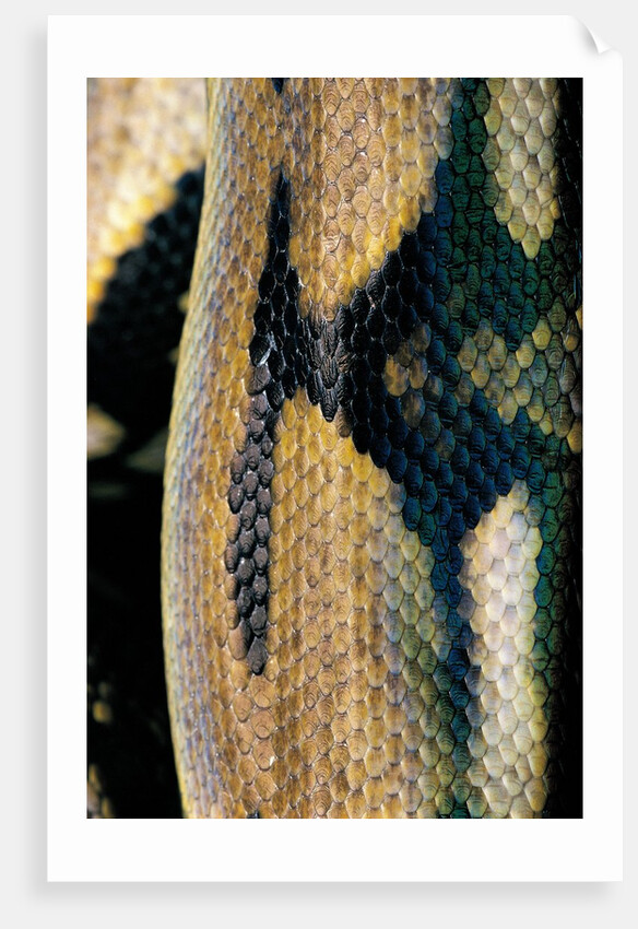 Python reticulatus (reticulated python) - scales by Anonymous