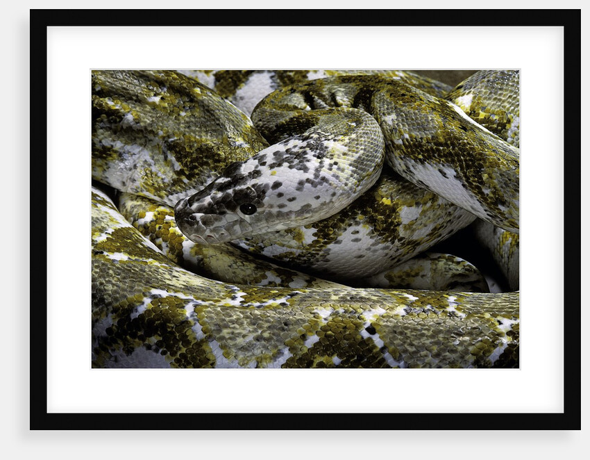 Python reticulatus f. calico (reticulated python) by Anonymous