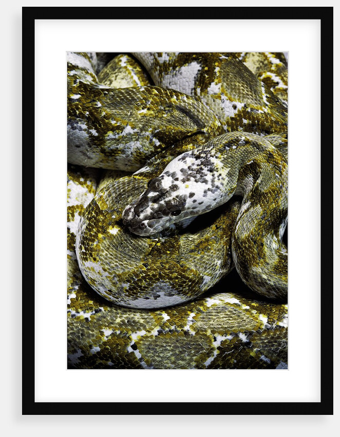 Python reticulatus f. calico (reticulated python) by Anonymous