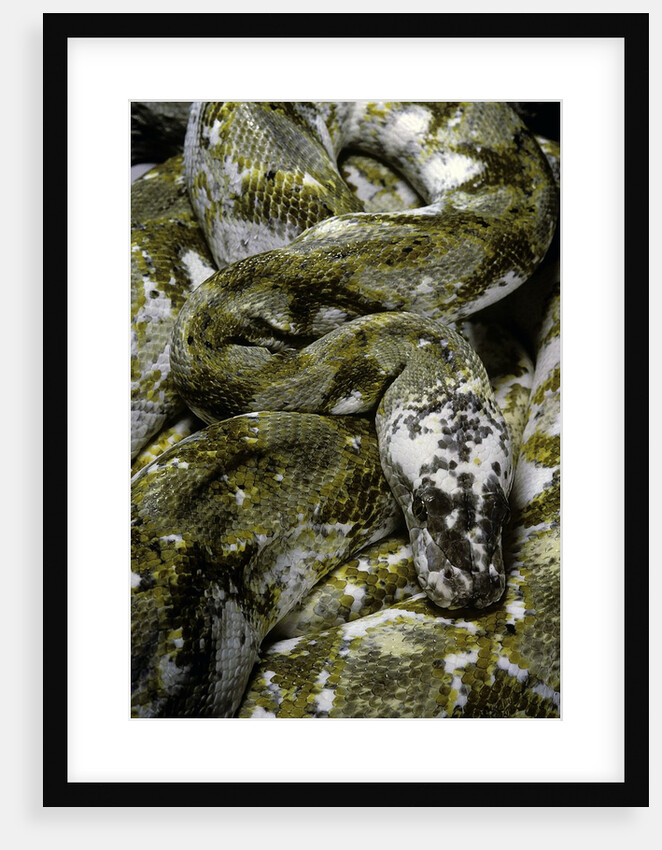 Python reticulatus f. calico (reticulated python) by Anonymous