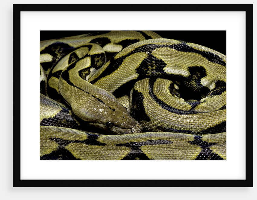 Python reticulatus f.tiger (reticulated python) by Anonymous