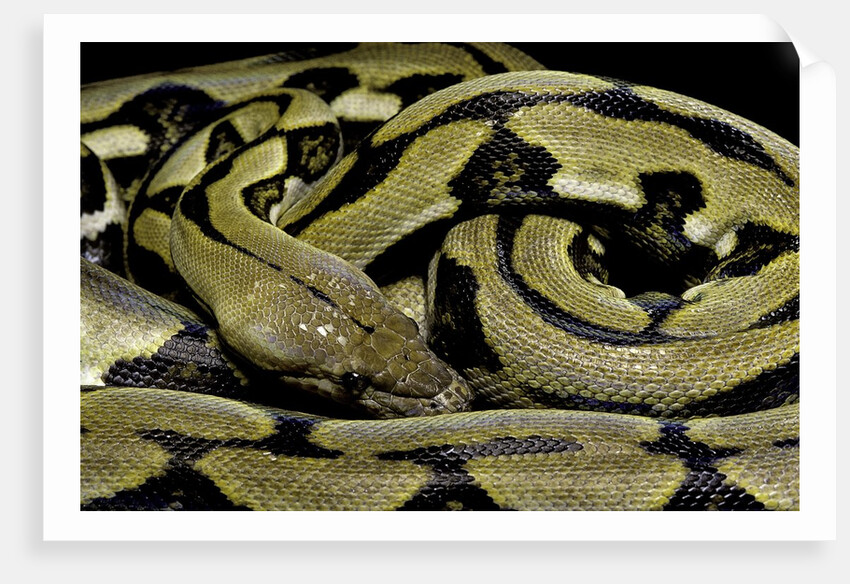 Python reticulatus f.tiger (reticulated python) by Anonymous