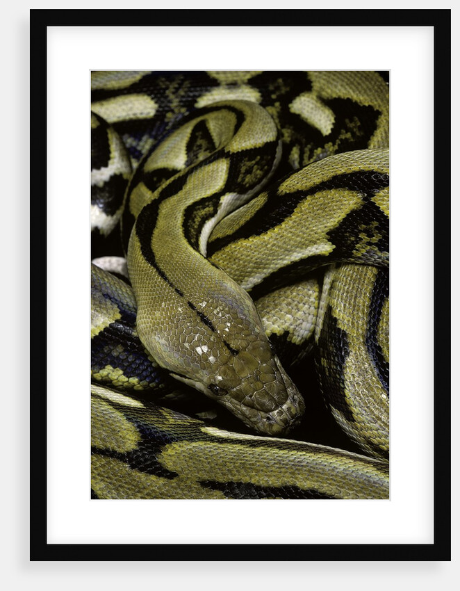 Python reticulatus f.tiger (reticulated python) by Anonymous