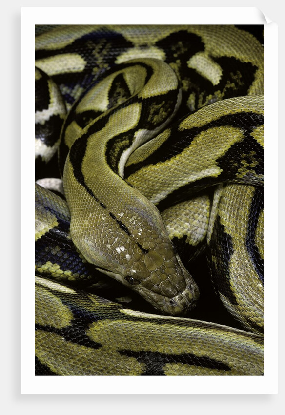 Python reticulatus f.tiger (reticulated python) by Anonymous