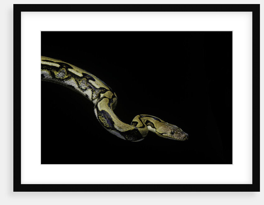 Python reticulatus f.tiger (reticulated python) by Anonymous