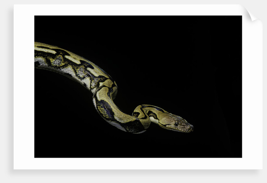 Python reticulatus f.tiger (reticulated python) by Anonymous