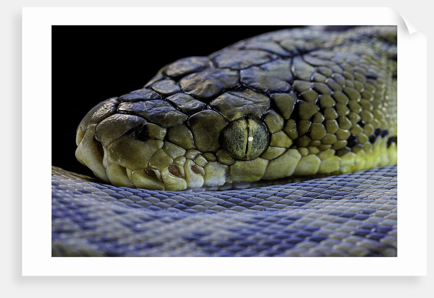 Malayopython timoriensis (Timor python) by Anonymous