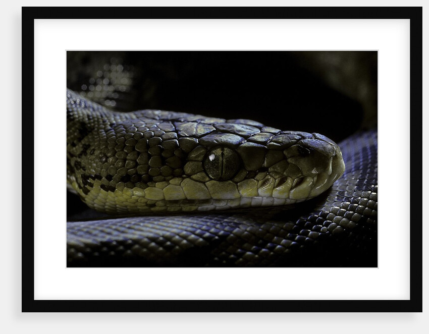 Malayopython timoriensis (Timor python) by Anonymous