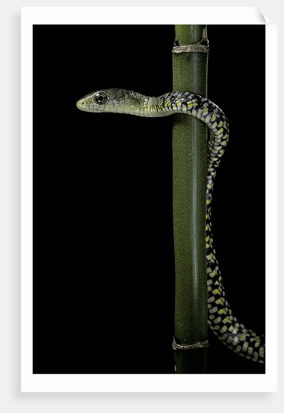 Rhamnophis (Trasops) aethiopissa (large-eyed green treesnake) by Anonymous