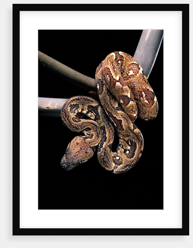 Sanzinia madagascariensis (Madagascar tree boa) by Anonymous