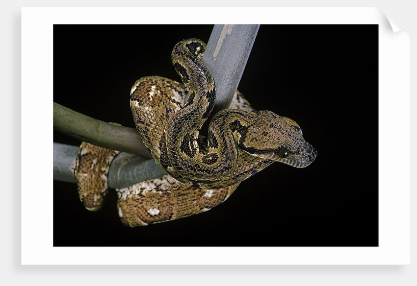 Sanzinia madagascariensis (Madagascar tree boa) by Anonymous