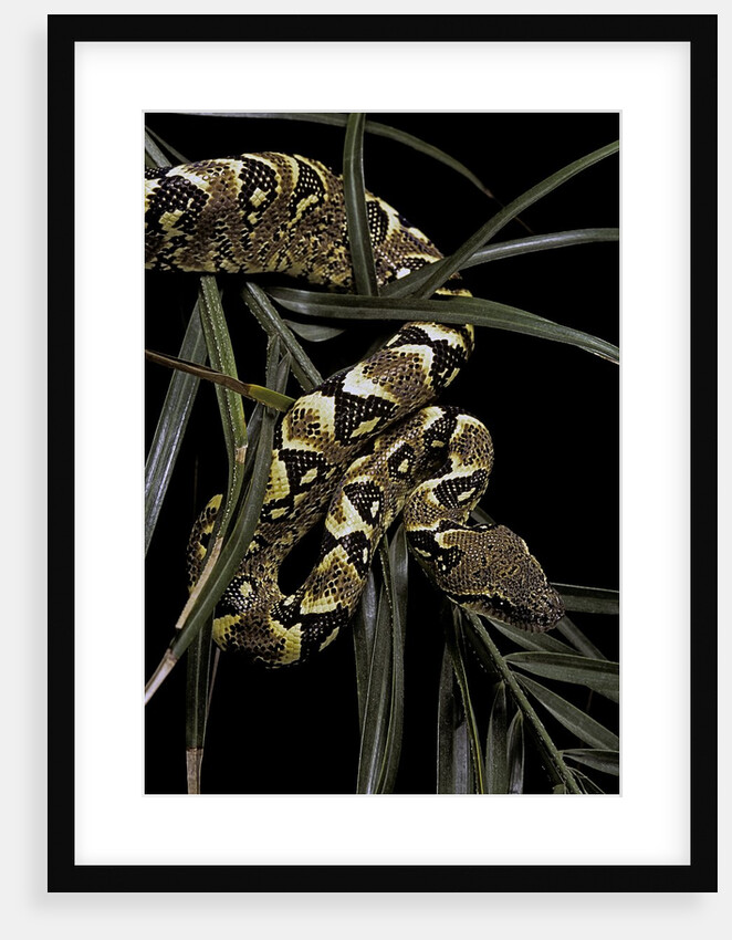 Sanzinia madagascariensis f. mandarine (Madagascar tree boa) by Anonymous