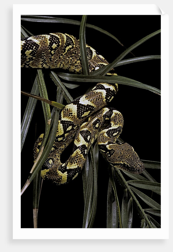 Sanzinia madagascariensis f. mandarine (Madagascar tree boa) by Anonymous
