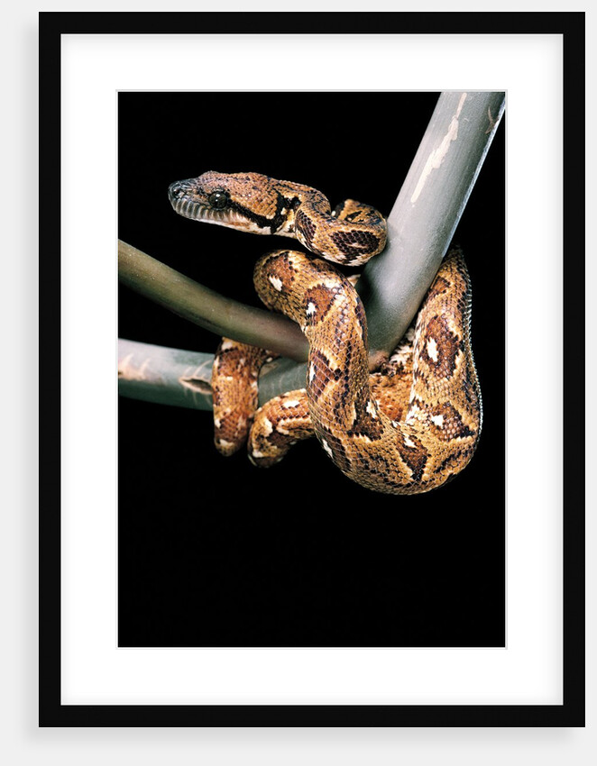 Sanzinia madagascariensis (Madagascar tree boa) by Anonymous