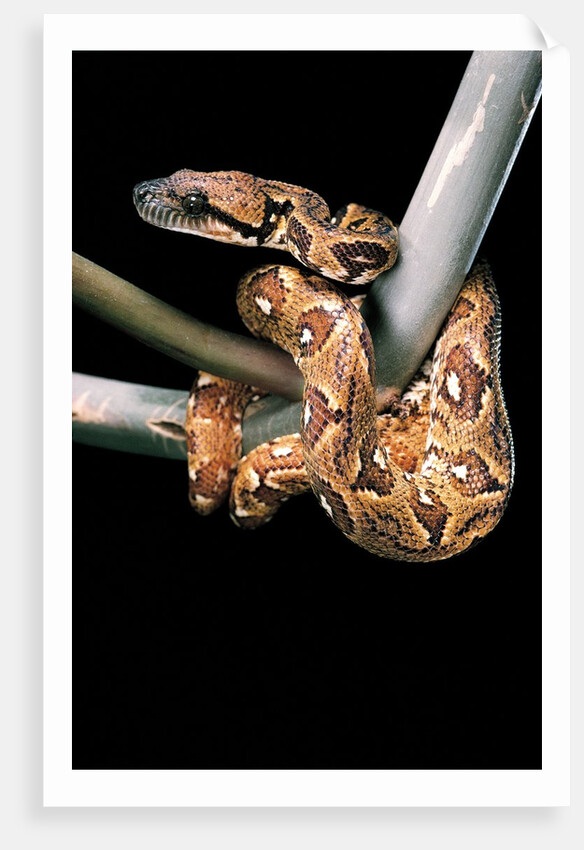 Sanzinia madagascariensis (Madagascar tree boa) by Anonymous