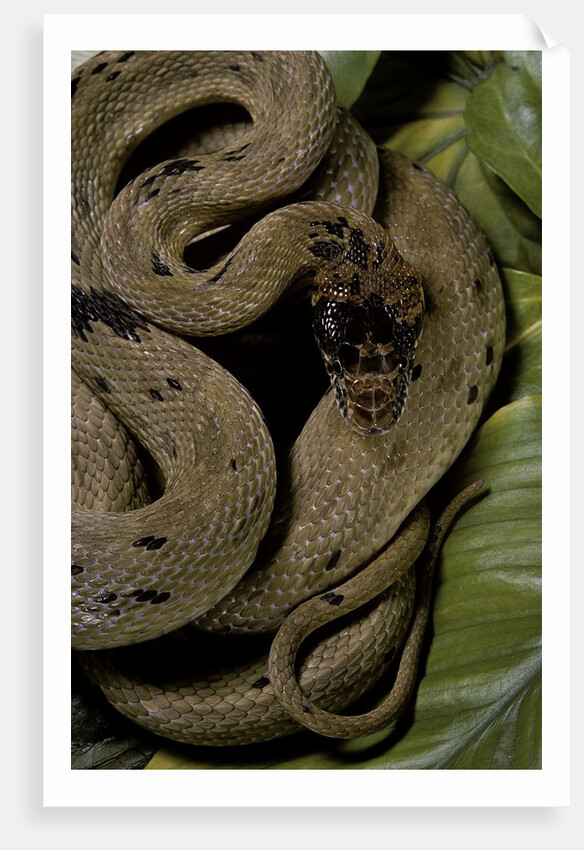 Spalerophis diadema attriceps (diadem snake) by Anonymous