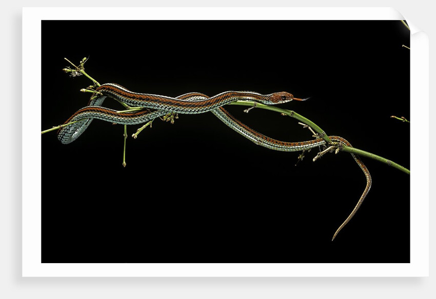 Thamnophis sirtalis (common garter snake) by Anonymous