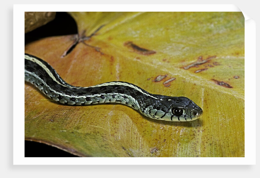 Thamnophis sirtalis similis (common garter snake) by Anonymous