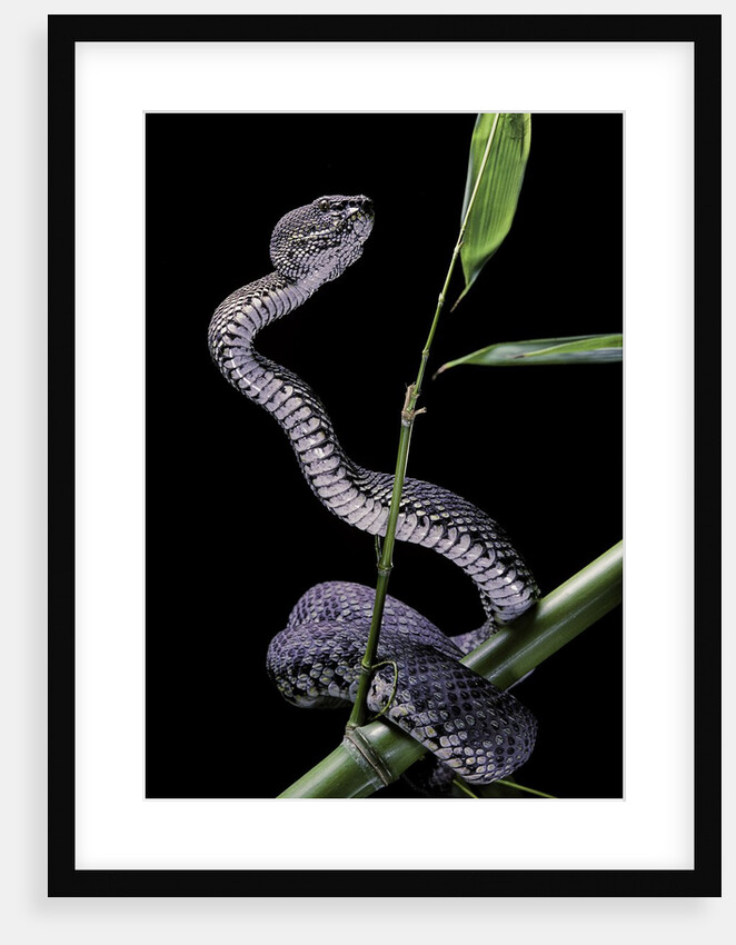 Trimeresurus purpureomaculatus (mangrove viper) by Anonymous
