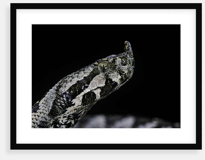 Vipera ammodytes (nose-horned viper) by Anonymous