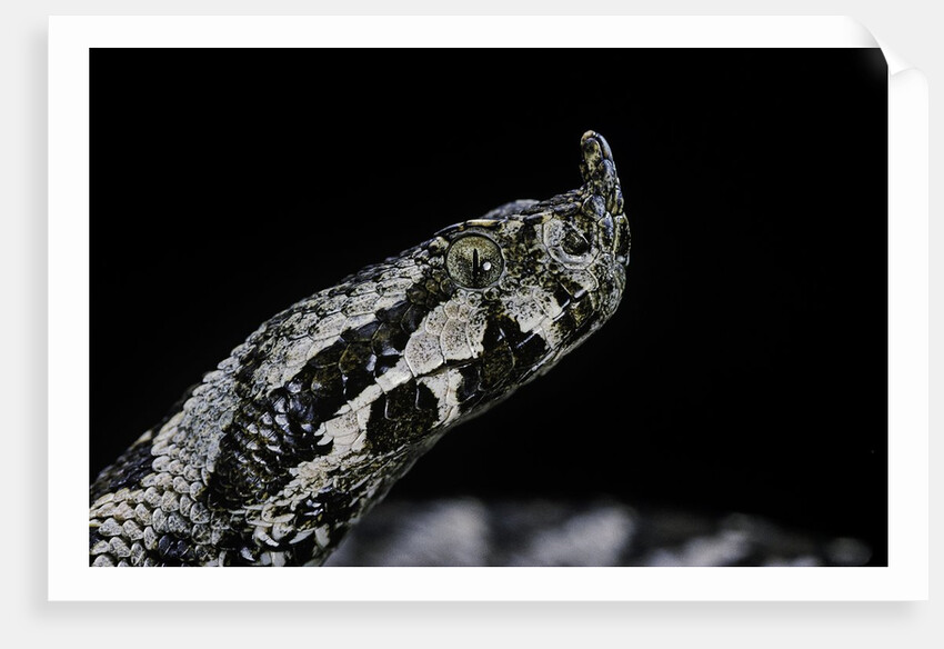 Vipera ammodytes (nose-horned viper) by Anonymous