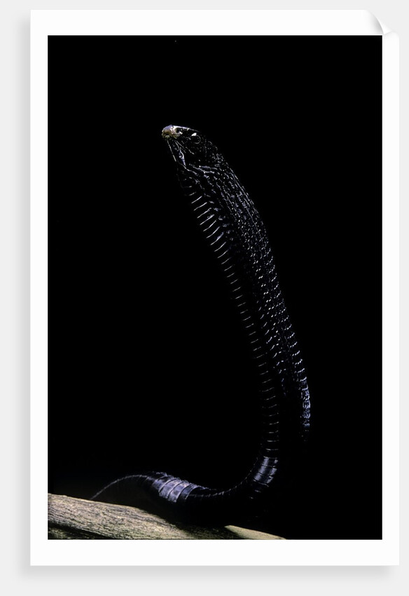 Thrasops jacksonii (black tree snake) by Anonymous