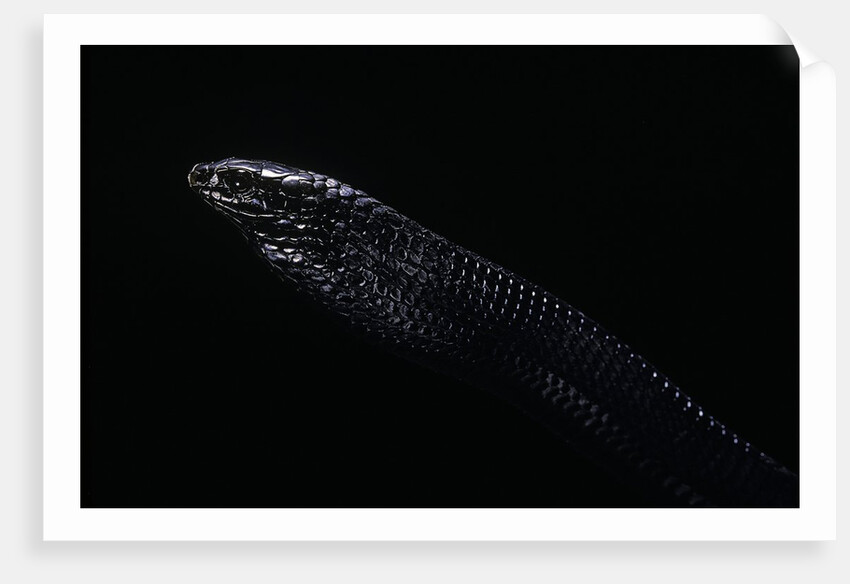 Thrasops jacksonii (black tree snake) by Anonymous