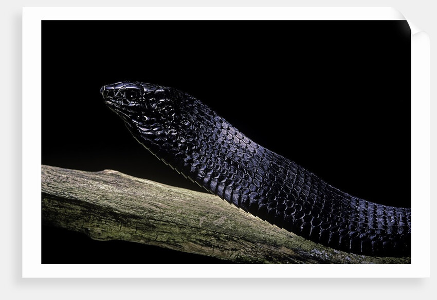 Thrasops jacksonii (black tree snake) by Anonymous