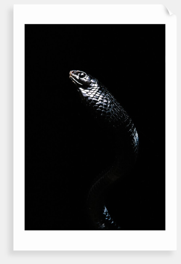 Thrasops jacksonii (black tree snake) by Anonymous